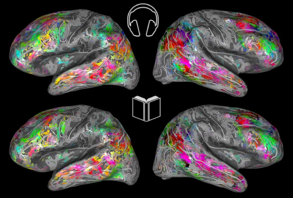 Mapas cerebrais coloridos do estudo do Laboratório Gallant (UC Berkeley) comparando atividade semântica do cérebro durante audição  audiolivro (topo) e leitura (baixo), mostrando padrões virtualmente idênticos.